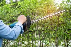 common mistakes to avoid when cutting back hedges