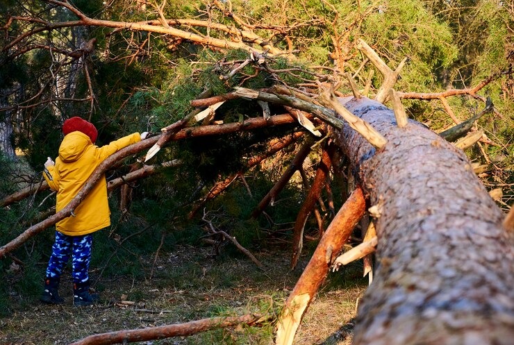 dead, dangerous, and storm‑damaged trees removal