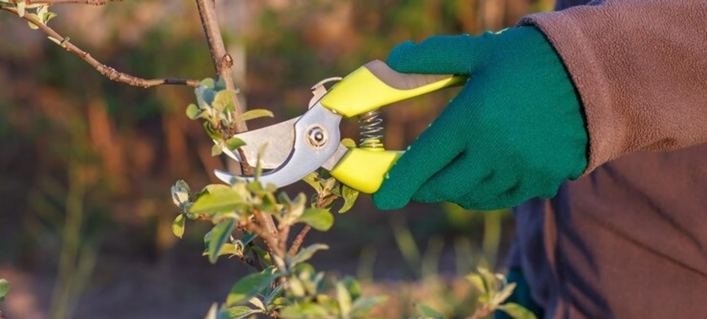 Top Benefits of Professional Tree Pruning in Leighton Buzzard