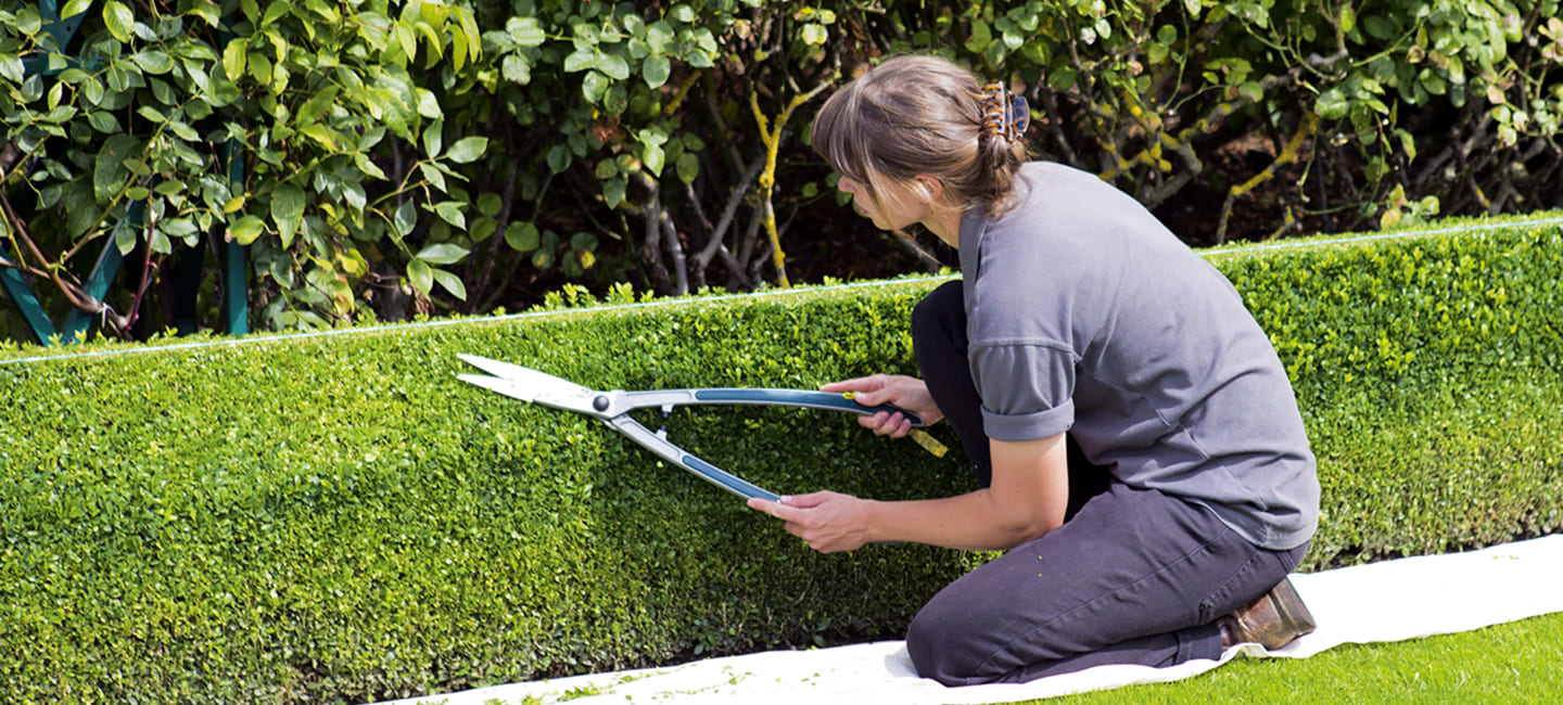 hedge maintenance service