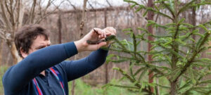 how much does tree crown reduction cost in 2026