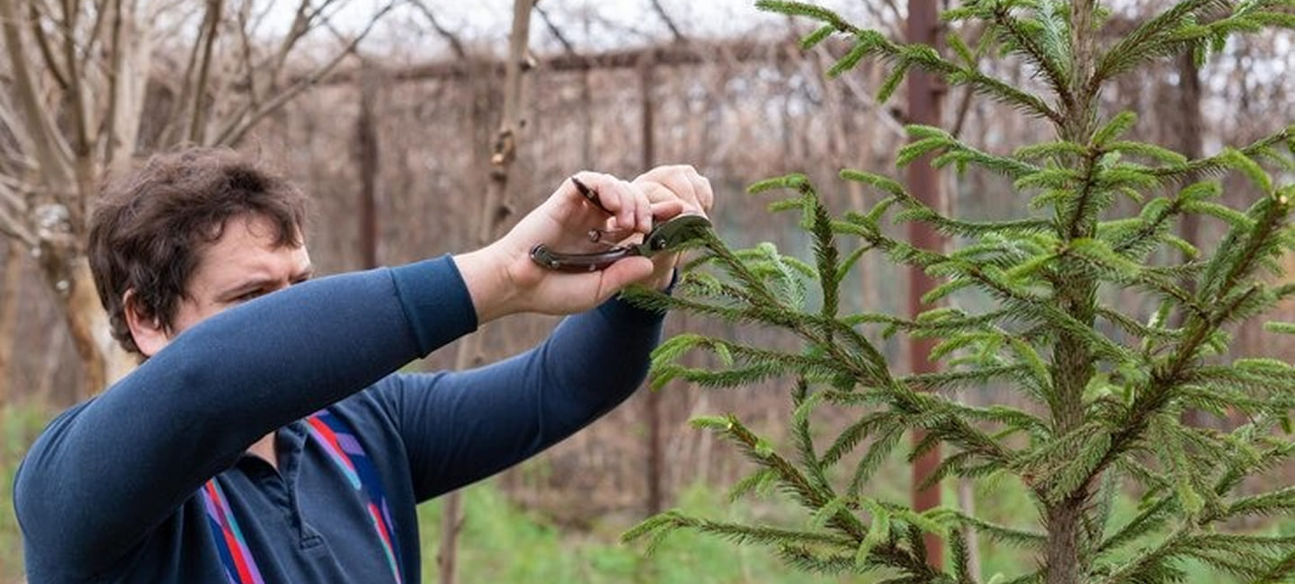 how much does tree crown reduction cost in 2026