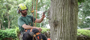 tree surgeons leighton buzzard