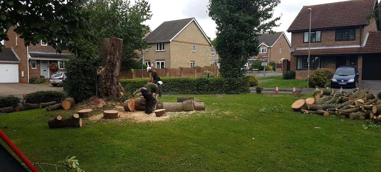 tree surgery services
