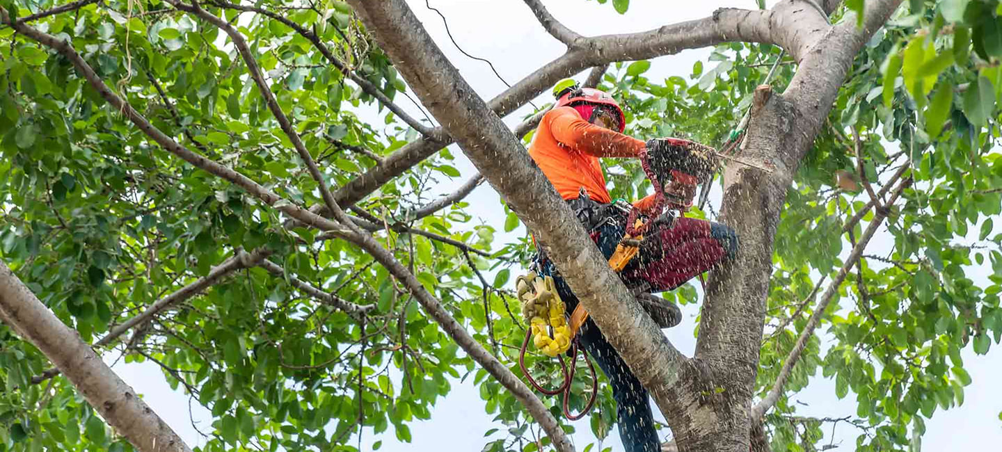 tree crown reduction cost
