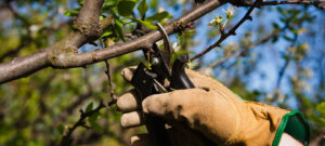 tree cutting service
