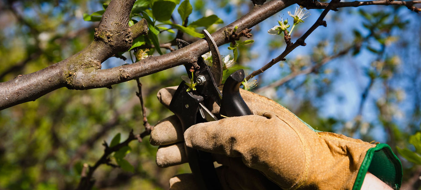 tree cutting service