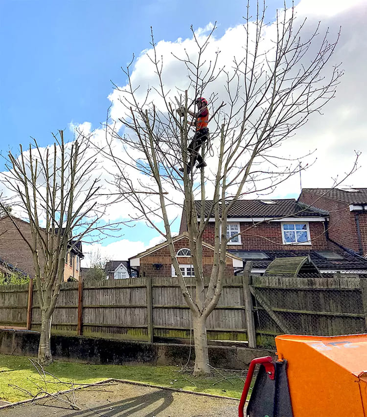 tree crown reduction cost