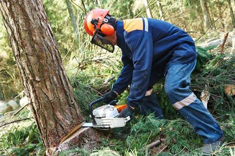 tree cutting service
