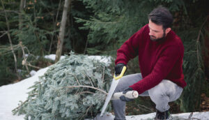 7 signs you need a local tree removal service before storms img