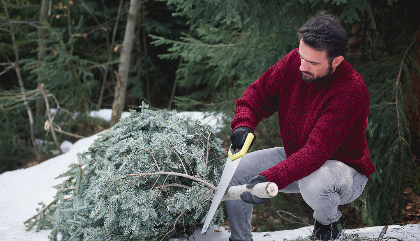 7 signs you need a local tree removal service before storms img
