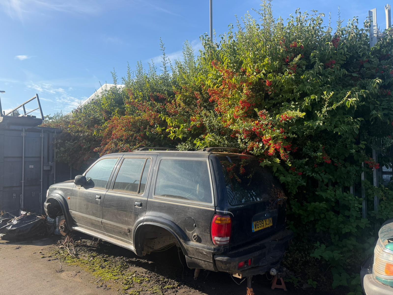dangerous tree remove after img one