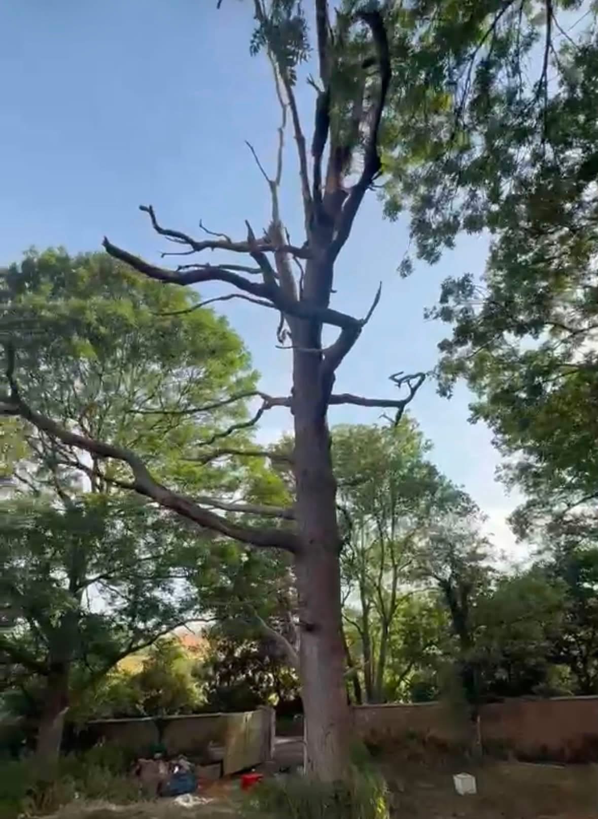 dead tree remove image