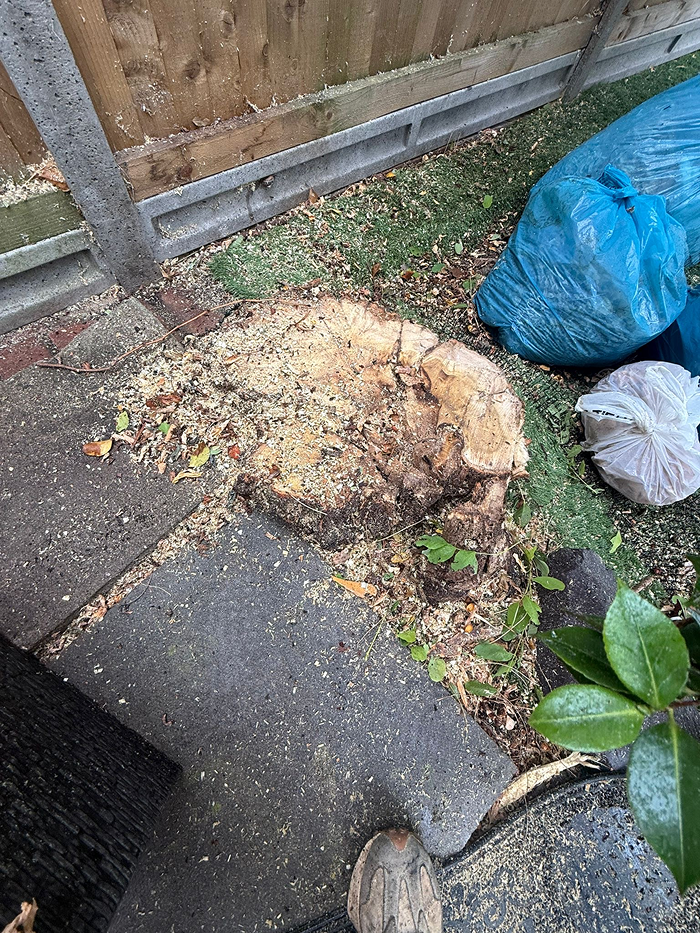 emergency tree removal after image one