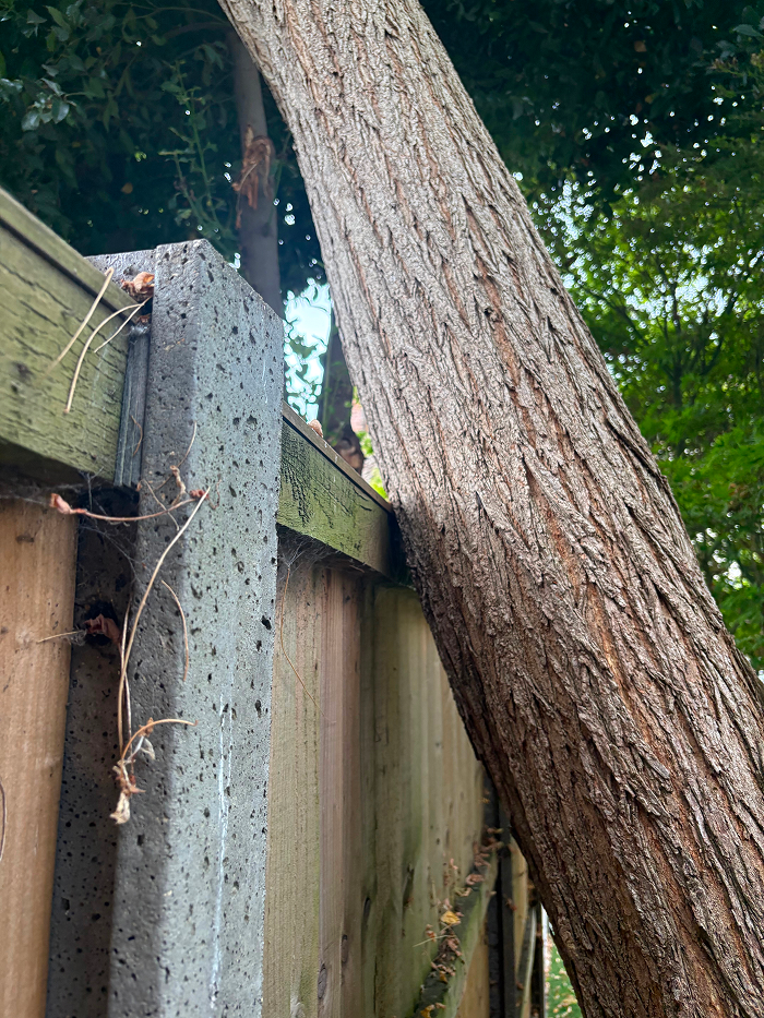 emergency tree removal after image