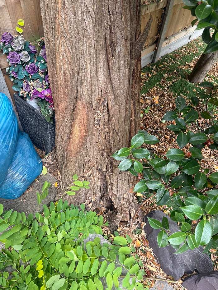 emergency tree removal before image one emergency tree removal before image one