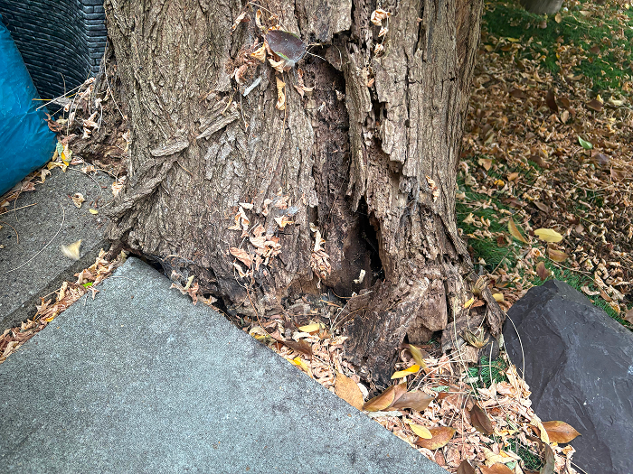 emergency tree removal before image emergency tree removal before image