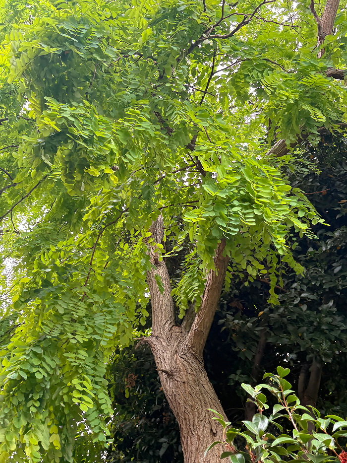 emergency tree removal img