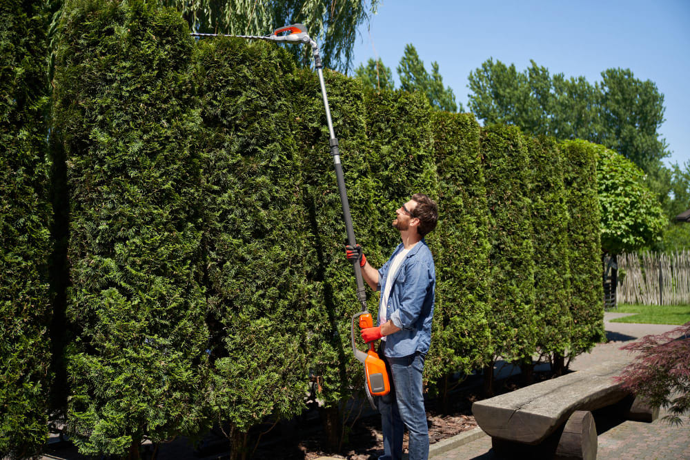 hedge maintenance service