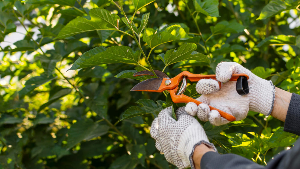 how tree surgery services help keep trees healthy and safe