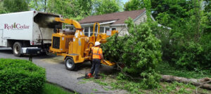 tree maintenance service