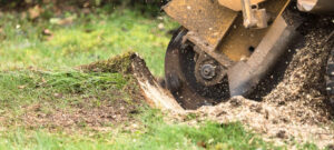 garden stump removal