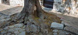 tree root damage to foundations