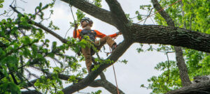local tree removal service